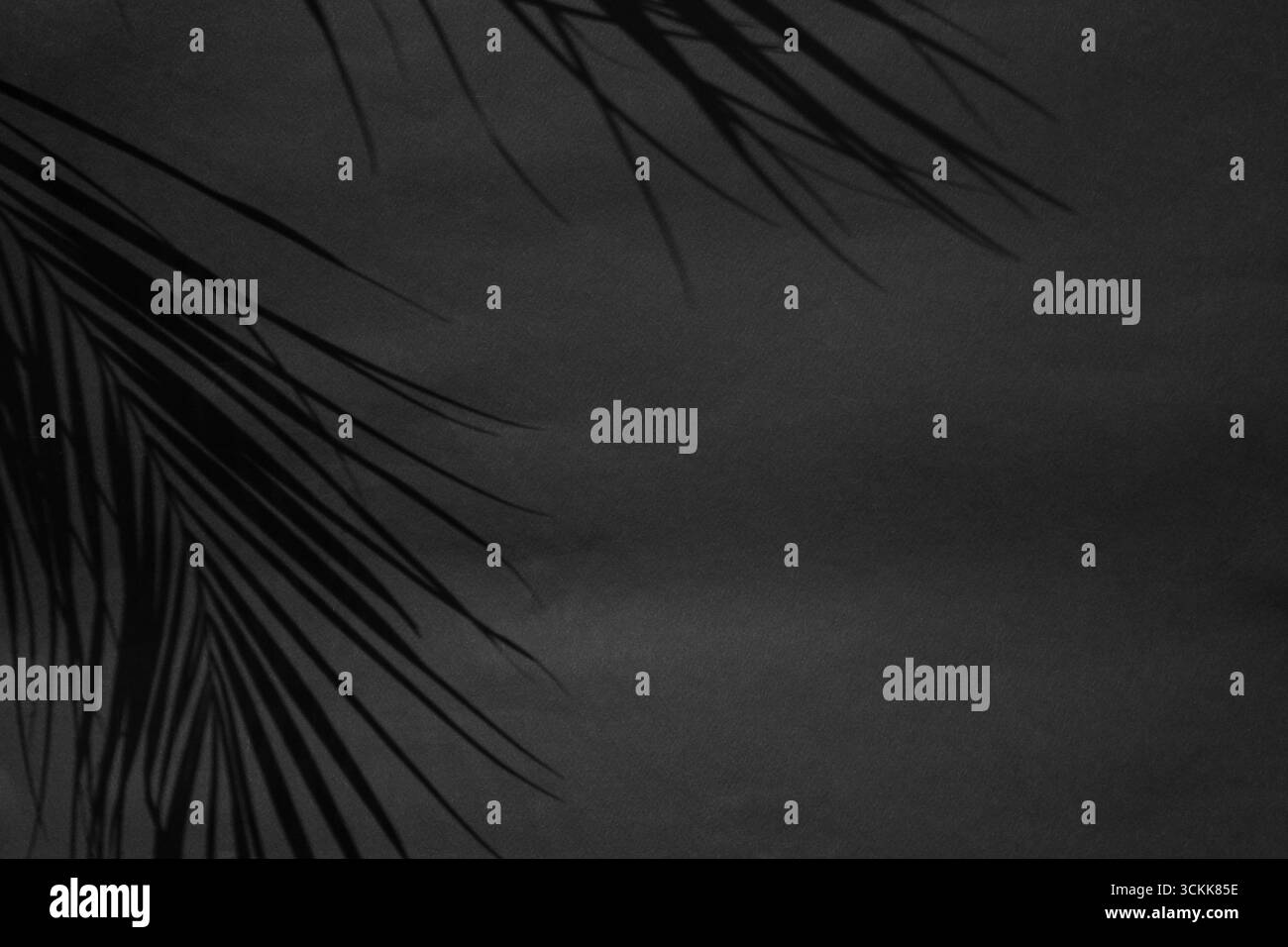 Palm hinterlässt Schatten auf schwarzer oder dunkelgrauer Papierstruktur, abstrakter Hintergrund Stockfoto