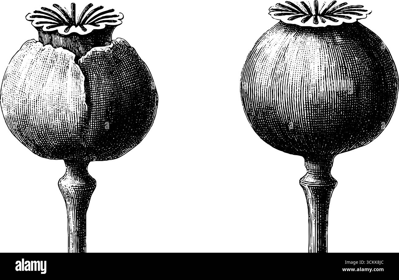 Eingraviertes Mohnschoten-Set mit gerissenen und ganzen botanischen Mustern. Stock Vektor