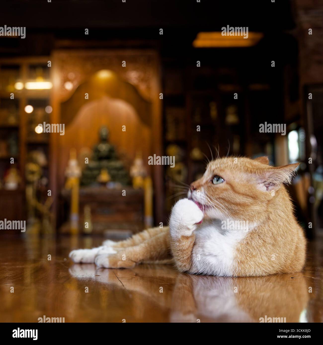 Katze im Tempel Chiang Mai Thailand Stockfoto