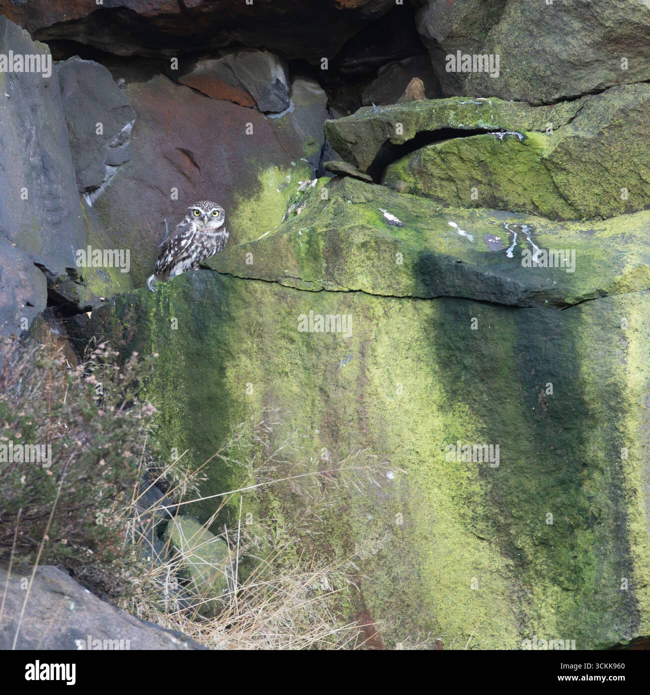Eine kleine Eule (Athene noctua) starrt die Kamera aus der Sicherheit ihres steinigen Barsches über Uppermill, Saddleworth, Oldham UK Stockfoto