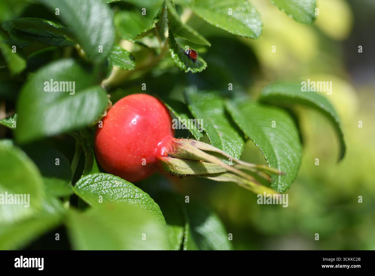 Rose Hüfte und Marienkäfer Stockfoto