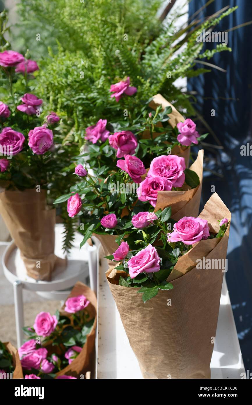 Rosafarbene Rosen in Geschenkverpackung Stockfoto