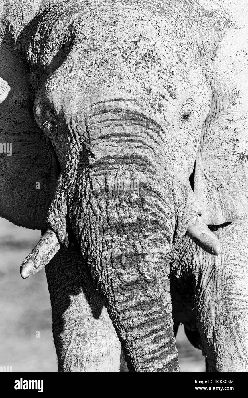 Afrikanischer Elefant, vertikales Portraitfoto. Loxodonta Africana, ein Stier, der sich in der Abendsonne entspannt. Schwarzweiß-Hochformat. Etosha Park, Namibia Stockfoto
