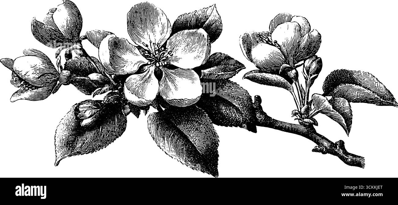 Vintage-Apfelblüte auf Zweigstich für botanische Kunst und Design. Stock Vektor