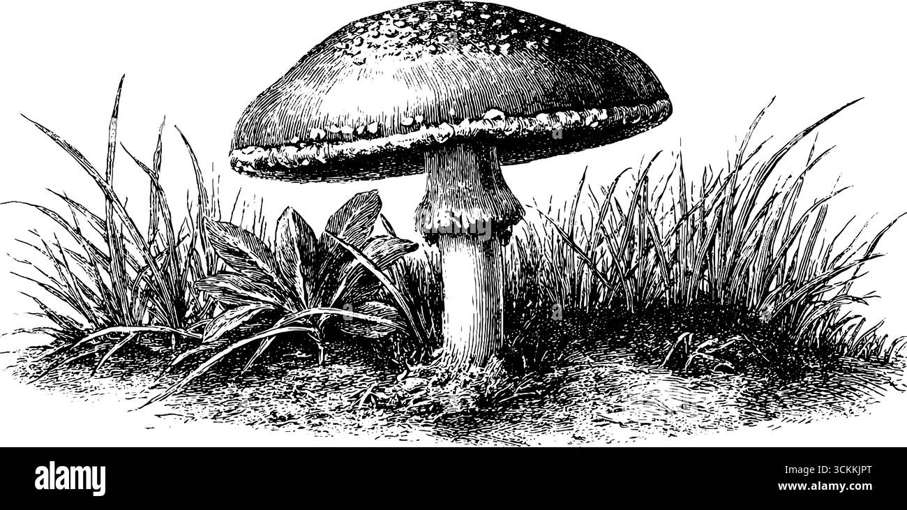 Detaillierte Gravur von winzigen Krötenpilzen, die in natürlicher Umgebung wachsen. Stock Vektor