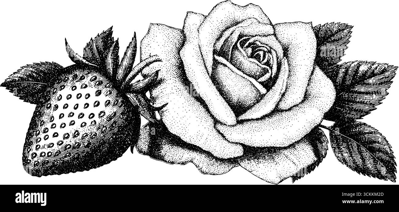 Graviertes botanisches Design mit blühender Rose und reifer Erdbeere zur dekorativen Verwendung. Stock Vektor