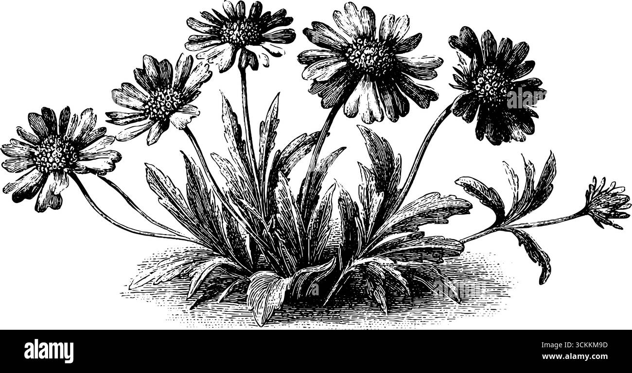 Vintage-Gravur-Illustration einer feldrigen Pflanze für botanisches Design. Stock Vektor