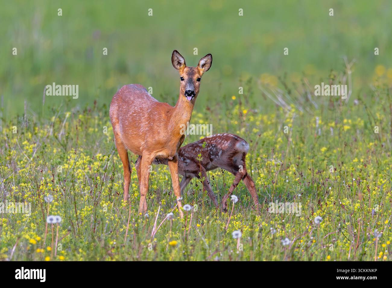 Europäisches Reh (Capreolus capreolus) Weibchen / Rehsauger auf Weide / Grünland mit Wildblumen im Frühjahr Stockfoto
