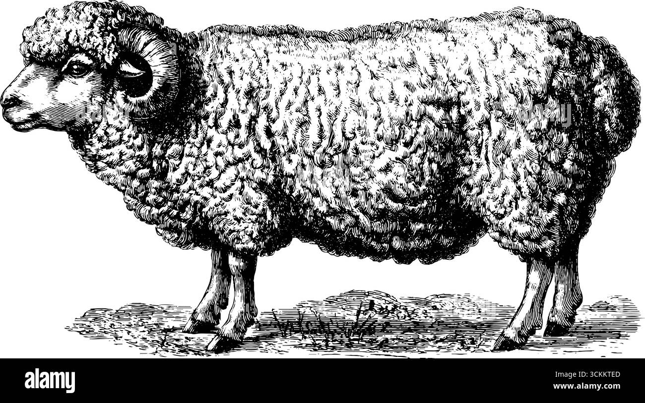Vintage-gravierte Illustration von Schafen mit dicker Wolle - perfekt für Retro-Design und Kunstprojekte. Stock Vektor