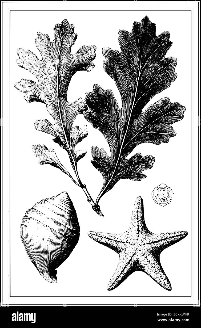 Vintage-botanische und Marine Gravuren von Eichenblättern und Meeresbewohnern als Design. Stock Vektor