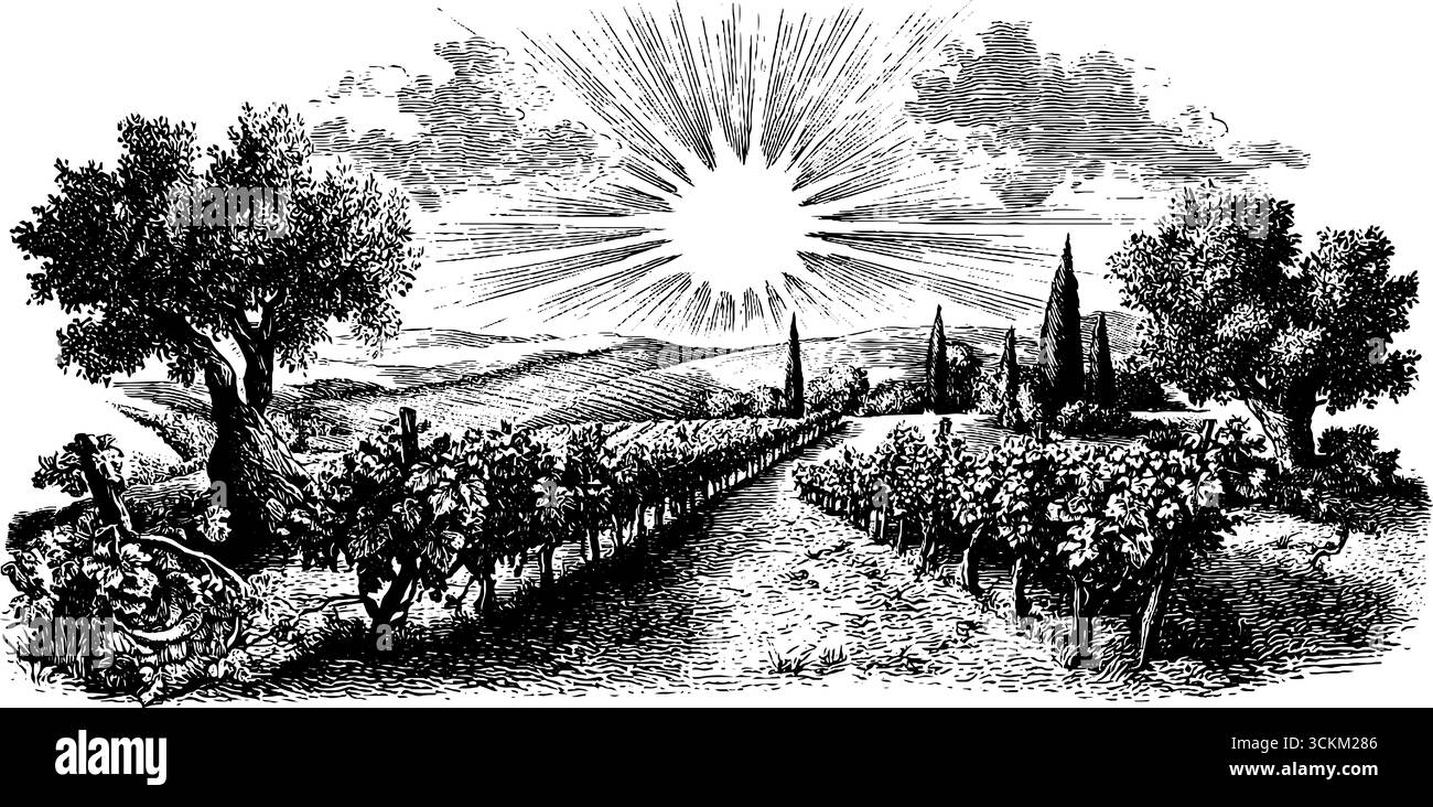 Gravierte Illustration der Weinbergsreihe unter Sonnenlicht in der ländlichen Landschaft. Stock Vektor