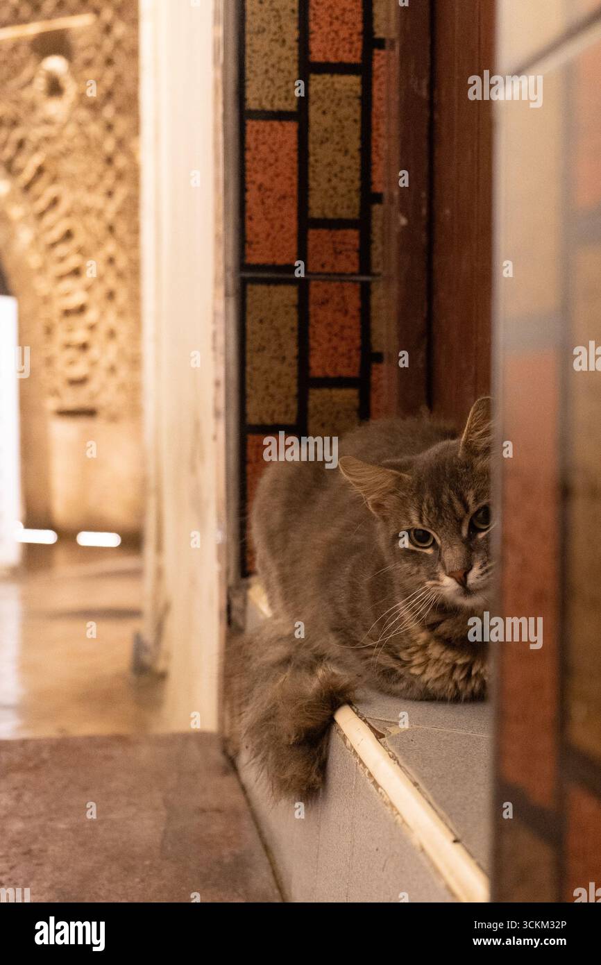 Eine streunende Katze in der Nacht der Stadt Stockfoto