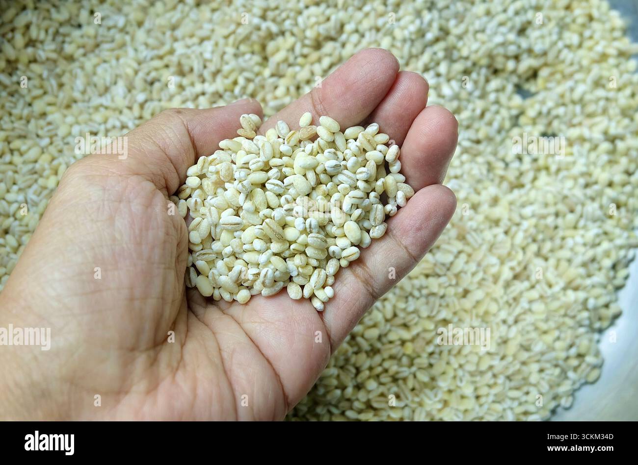 Hand Hält Gerstenkörner Stockfoto
