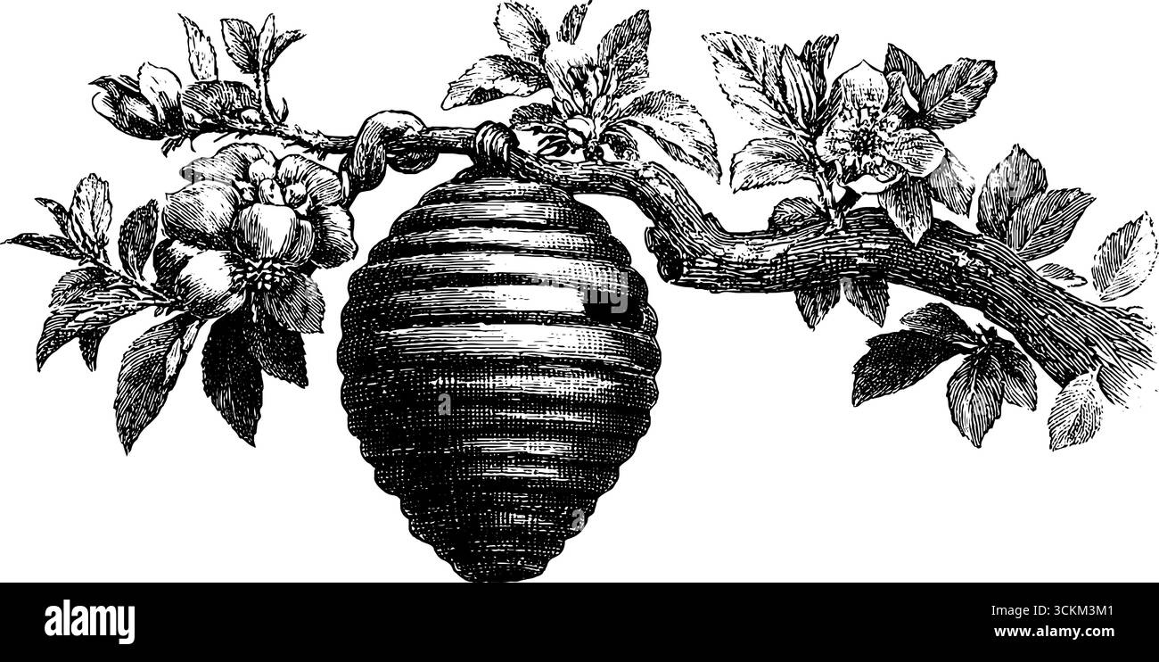 Vintage-Illustration des Bienenstocks, der an einem Zweig hängt, mit Blüten für Retro-Dekor. Stock Vektor