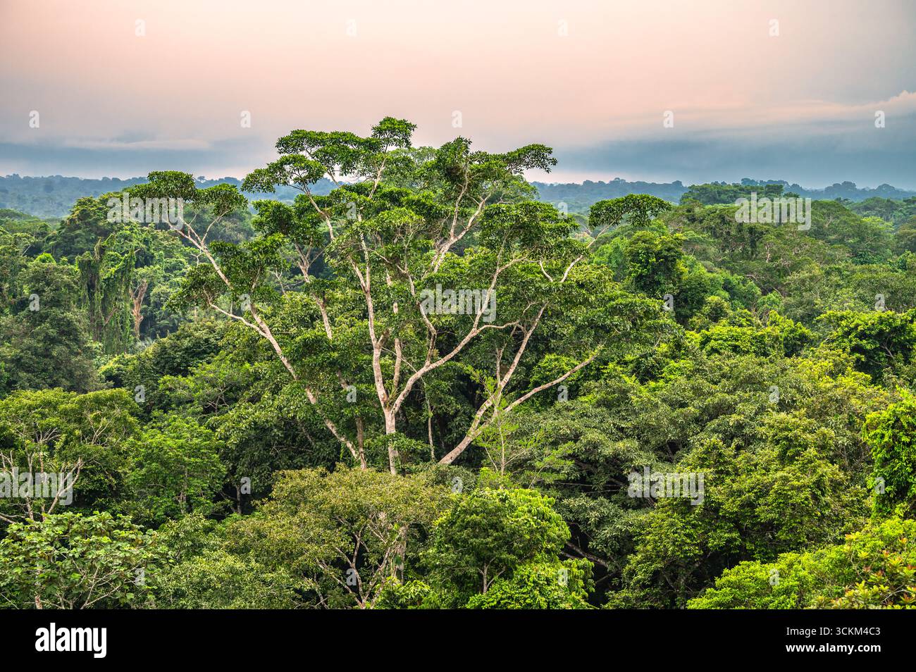 Amazonas-Regenwald-Baldachin in der Dämmerung Stockfoto