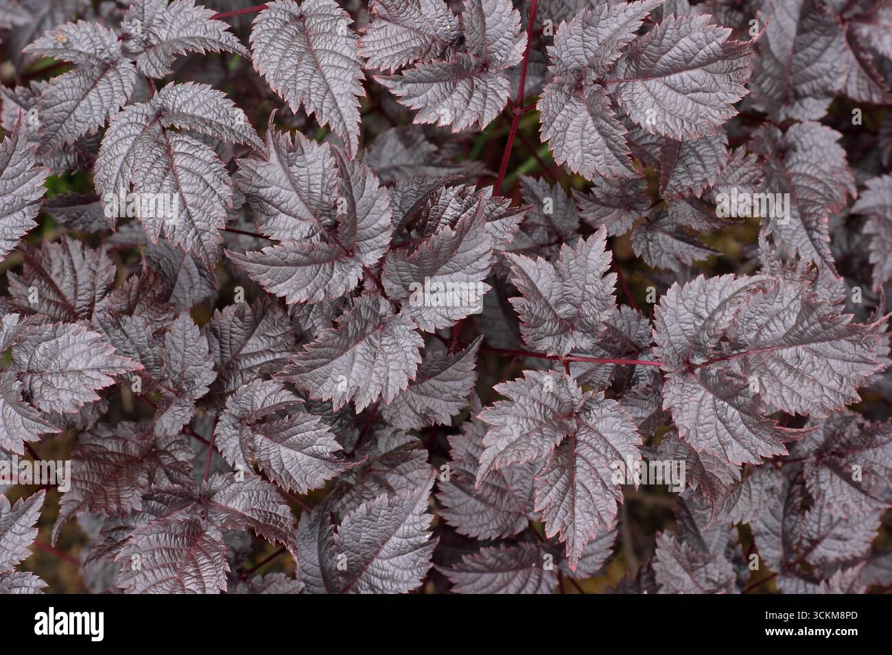 Astilbe „Chocolate Shogun“. Dunkles Laub aus Feuchtigkeit und Schatten, der Astilbe Chocolate Shogun, ein Thunbergii-Hybrid, liebt. UK. Stockfoto