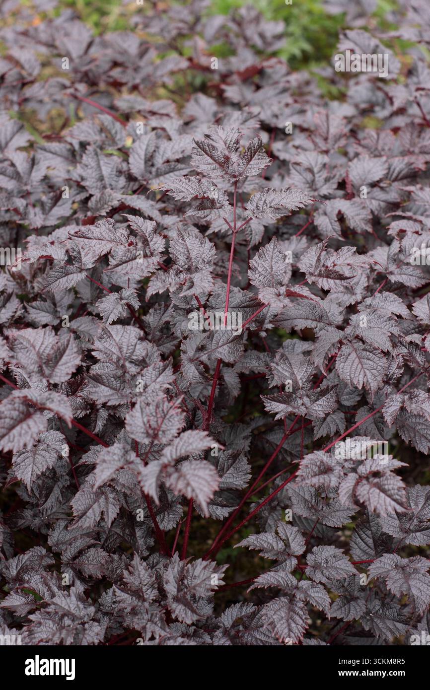 Astilbe „Chocolate Shogun“. Dunkles Laub aus Feuchtigkeit und Schatten, der Astilbe Chocolate Shogun, ein Thunbergii-Hybrid, liebt. UK. Stockfoto