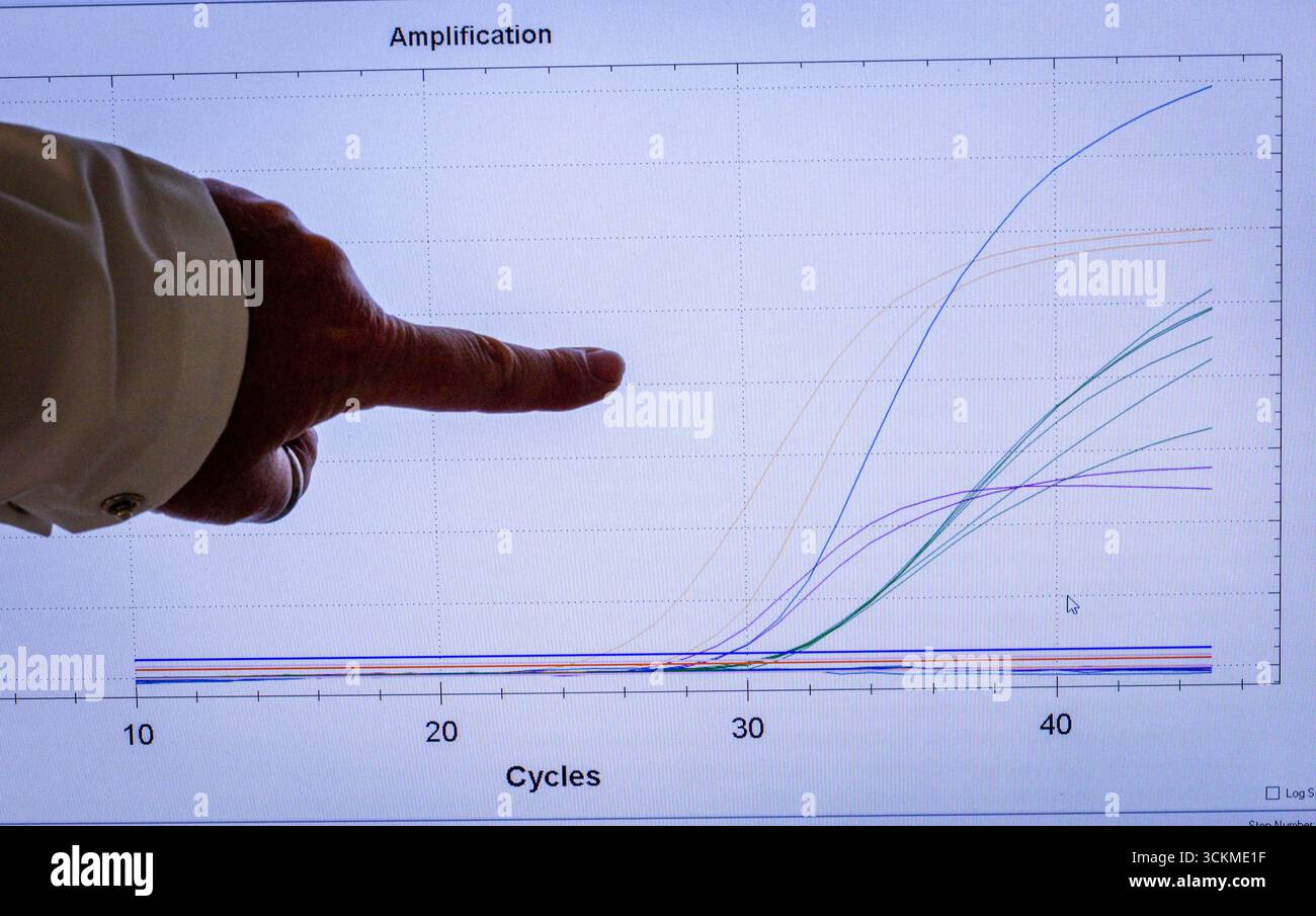 Rostock, Deutschland. September 2025. Die Bewertungskurven sind auf einem Monitor im PCR-Labor des Landesamts für Landwirtschaft, Lebensmittelsicherheit und Fischerei zu sehen. Ein PCR-Labor verwendet Polymerase-Kettenreaktion (PCR), um spezifische DNA- oder RNA-Schnitte in Proben zu verstärken und zu detektieren. So können Erreger von Infektionskrankheiten wie Viren und Bakterien zuverlässig nachgewiesen werden. Quelle: Jens Büttner/dpa/Alamy Live News Stockfoto