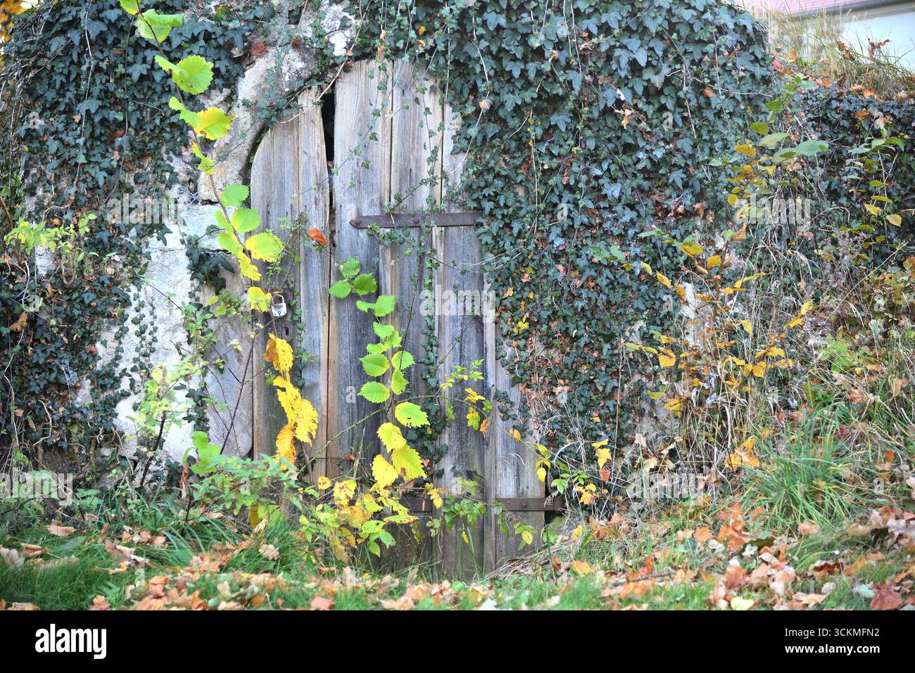 Eine alte, verwitterte Holztür zu einem mit Efeu bedeckten Wurzelkeller, umgeben von Herbstblättern. Stockfoto