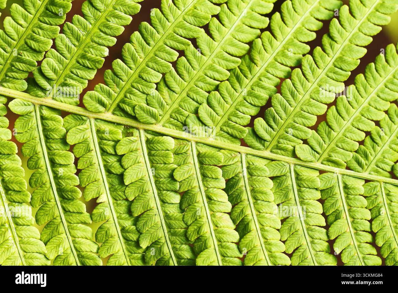 Grüne Farnblatt-Nahaufnahme mit natürlicher Textur. Frischer botanischer Hintergrund. Symmetrische Oberfläche des Pflanzenmusters. Blick auf das belebte Laub bei Sonnenlicht. Stockfoto