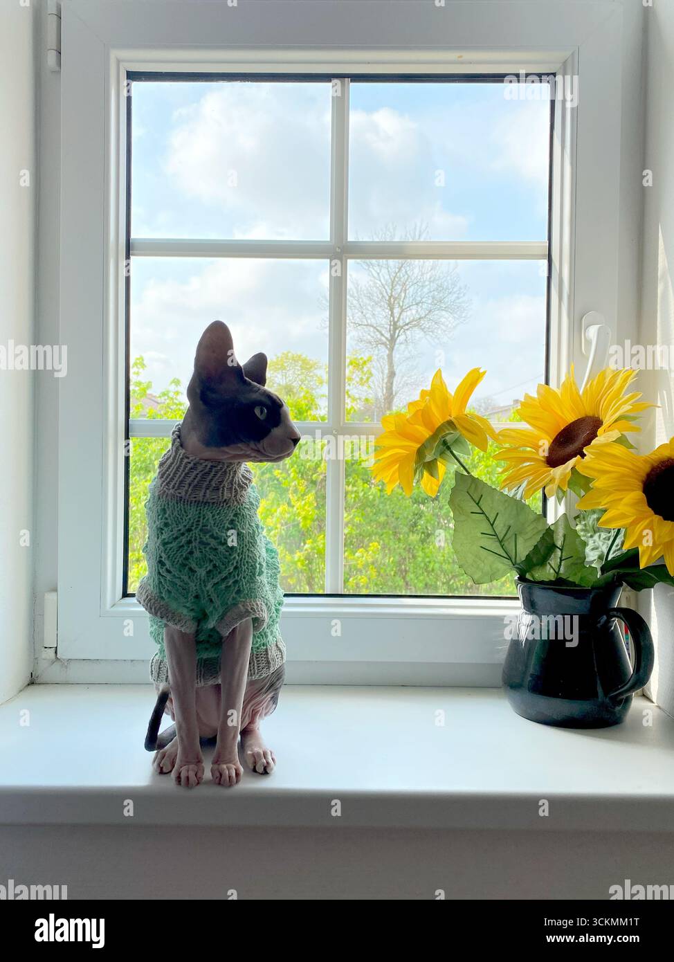 Kanadische Sphynx-Katze in grünem Strickpullover auf einer weißen Fensterbank neben einer Vase frischer, gelber Sonnenblumen, eingerahmt von Outdoor Green Stockfoto