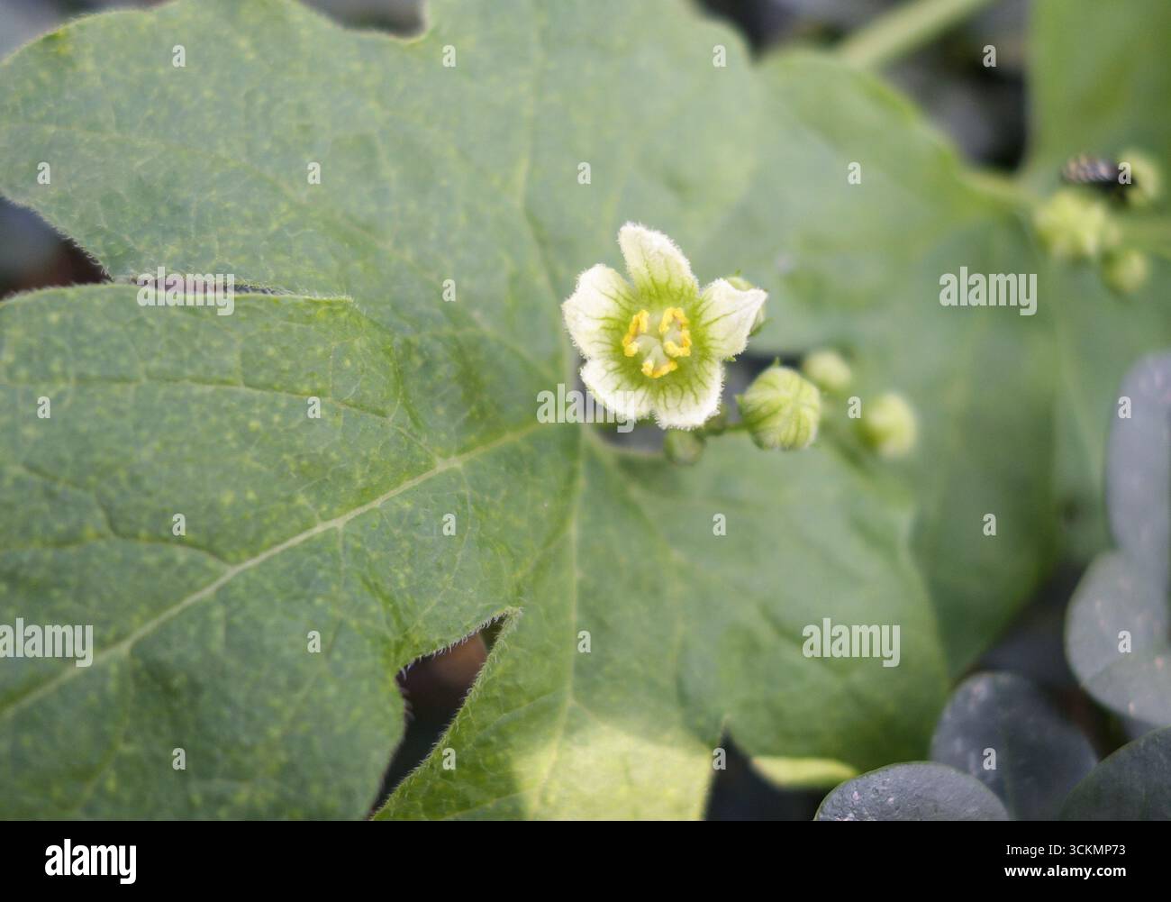 Weiße Wildblume mit grünen Blättern an einem Zaun, Nahaufnahme Stockfoto