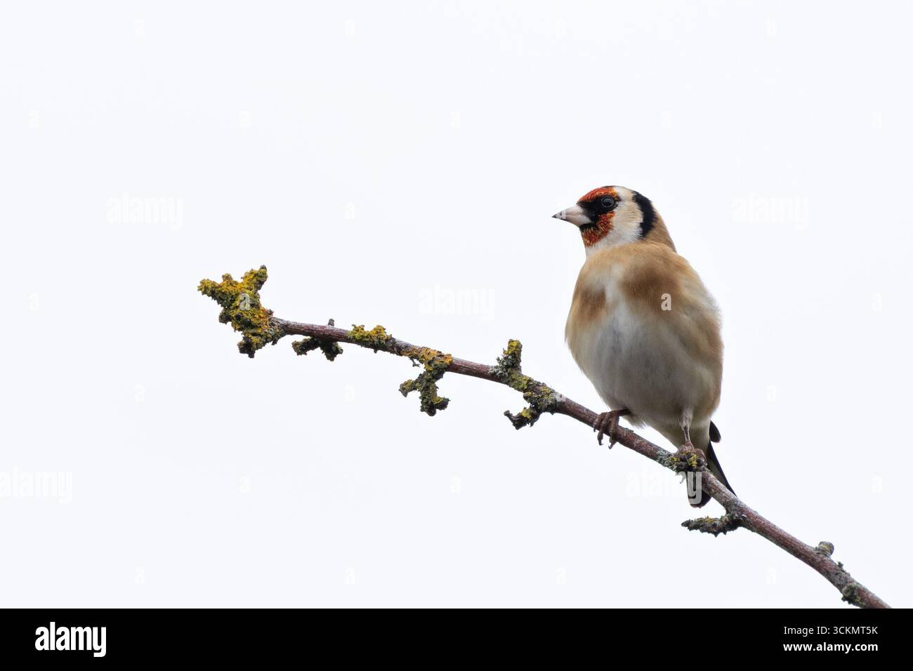 Ein pulsierender europäischer Goldfink, bekannt für sein rotes Gesicht und seine gelben Flügelstangen, thront in den Dünen von Bull Island, Dublin. Es ernährt sich von Disteldistel und Stockfoto