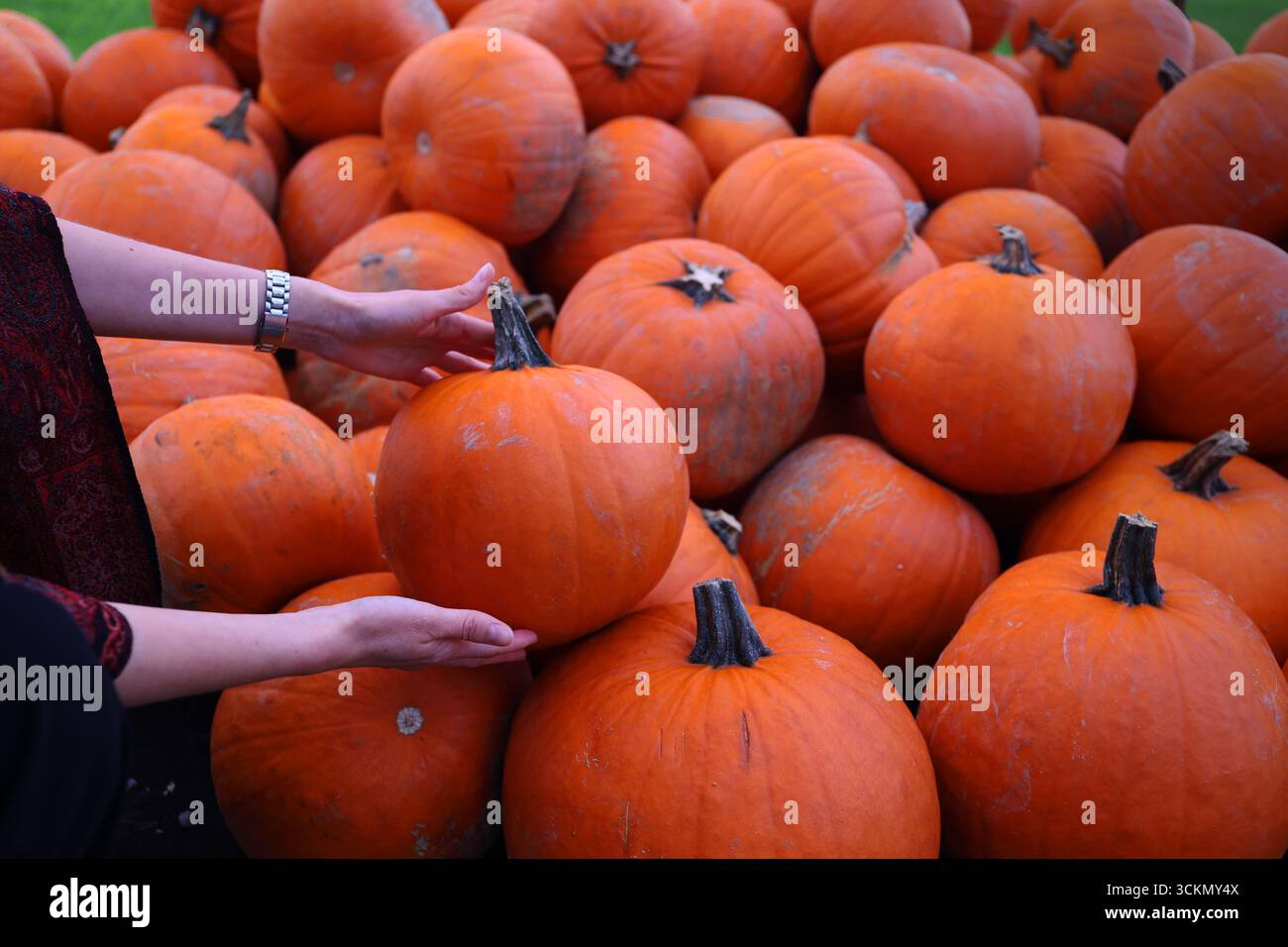 Kürbisernte und Hände – Hände halten und arrangieren große orangene Kürbisse, rustikales saisonales Landwirtschaftskonzept im Freien. Stockfoto