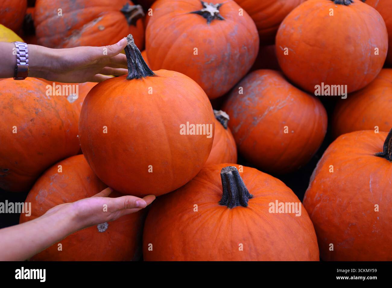 Hände, die Kürbisse wählen – die Hände der Menschen, die leuchtend orange Kürbisse aus großen Erntehaufen auf dem Herbstfeld auswählen Stockfoto