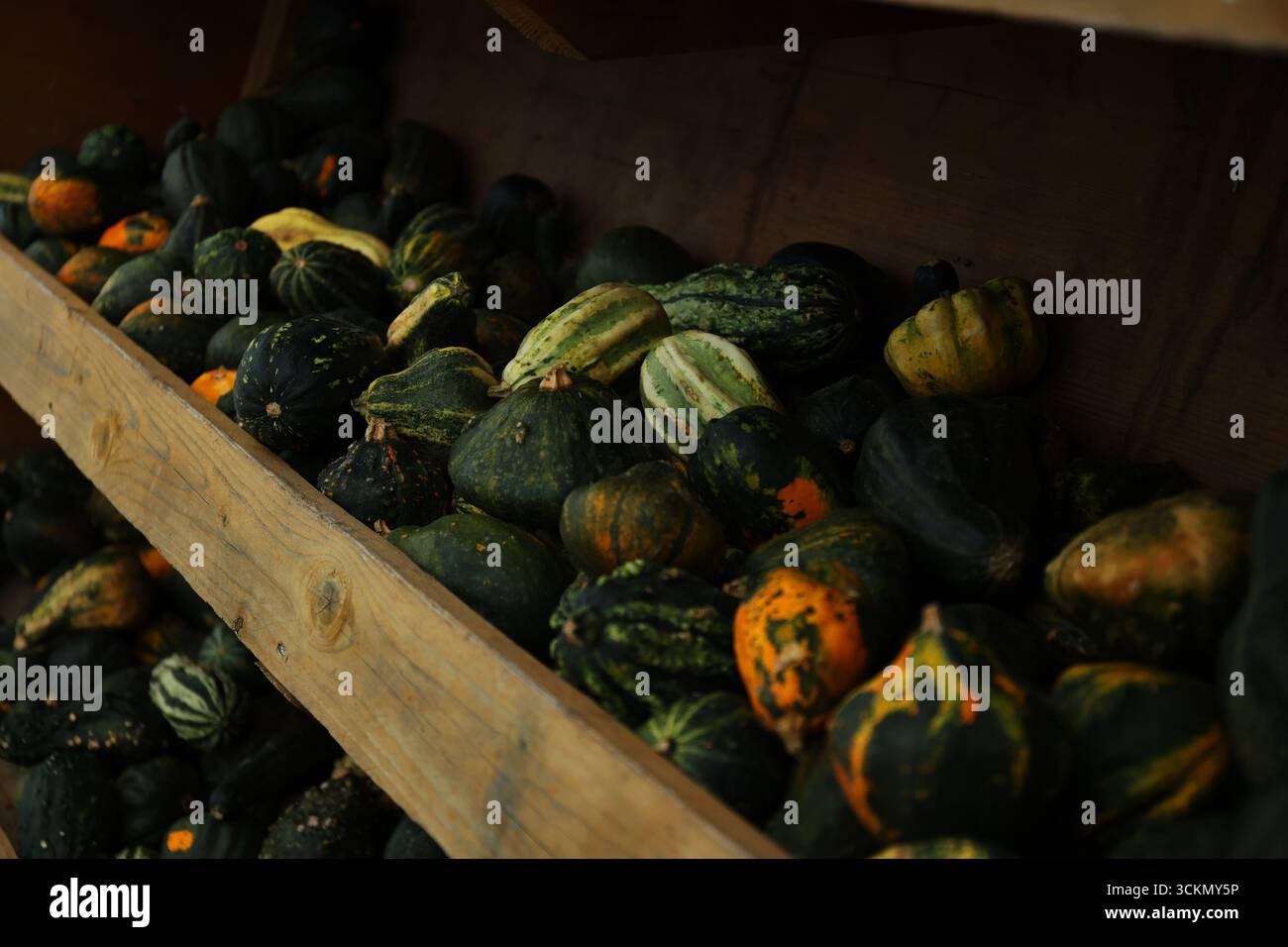 Holzkiste mit Kürbissen – dekorative bunte Kürbisse in rustikaler Holzkiste, saisonales Herbstgemüse. Stockfoto