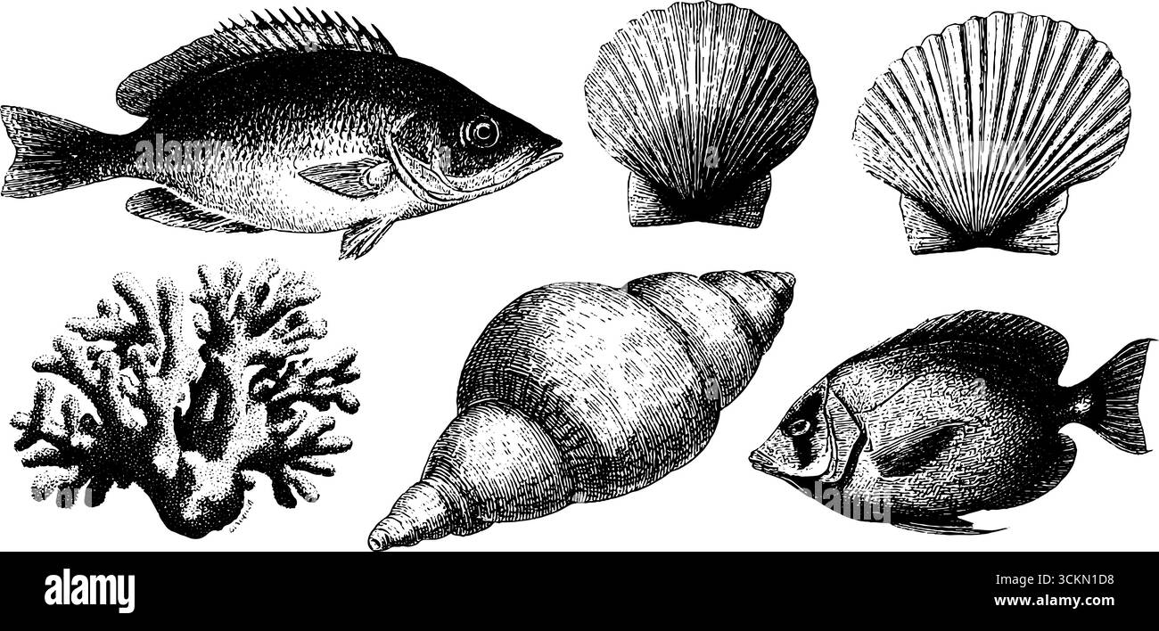 Vintage-Illustrationsset für Meereslebewesen mit Korallen, Fischen, Muscheln und Meeresbewohnern. Stock Vektor