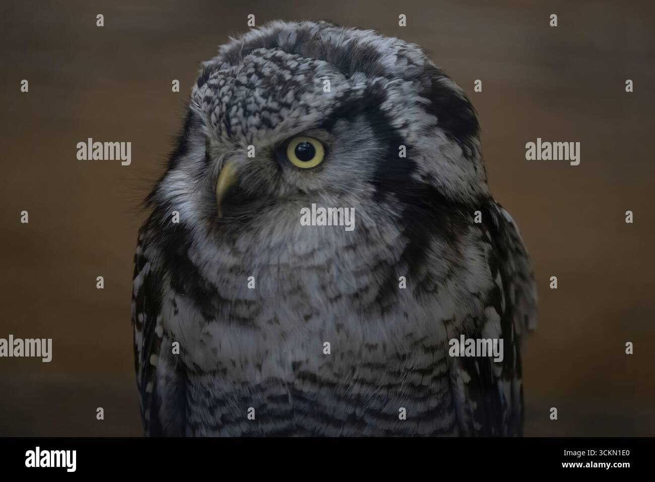 Die Nördliche Hawkeule oder Nördliche Hawkeule (Surnia ulula), die einzige lebende Art der Gattung Surnia der Familie Strigidae, die „typischen“ Eulen (AS Stockfoto