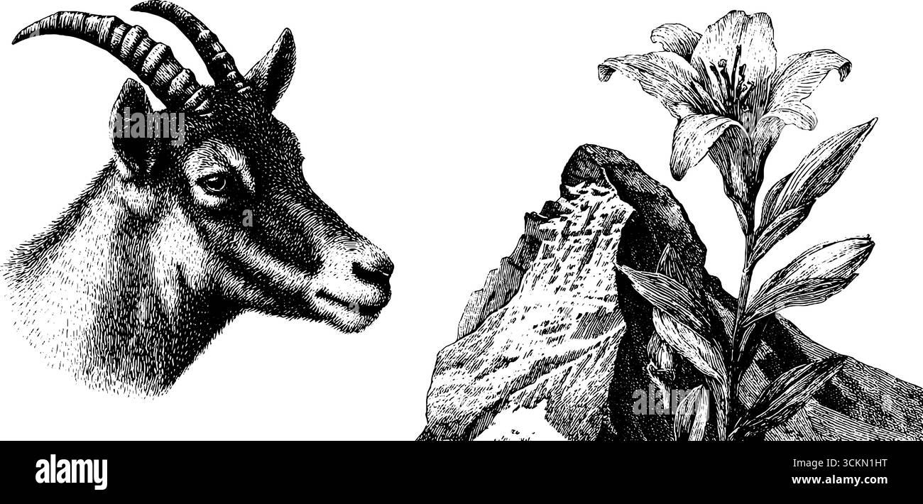 Set mit gravierten Illustrationen aus Bergziege und roc mit detaillierten Blumenelementen. Stock Vektor