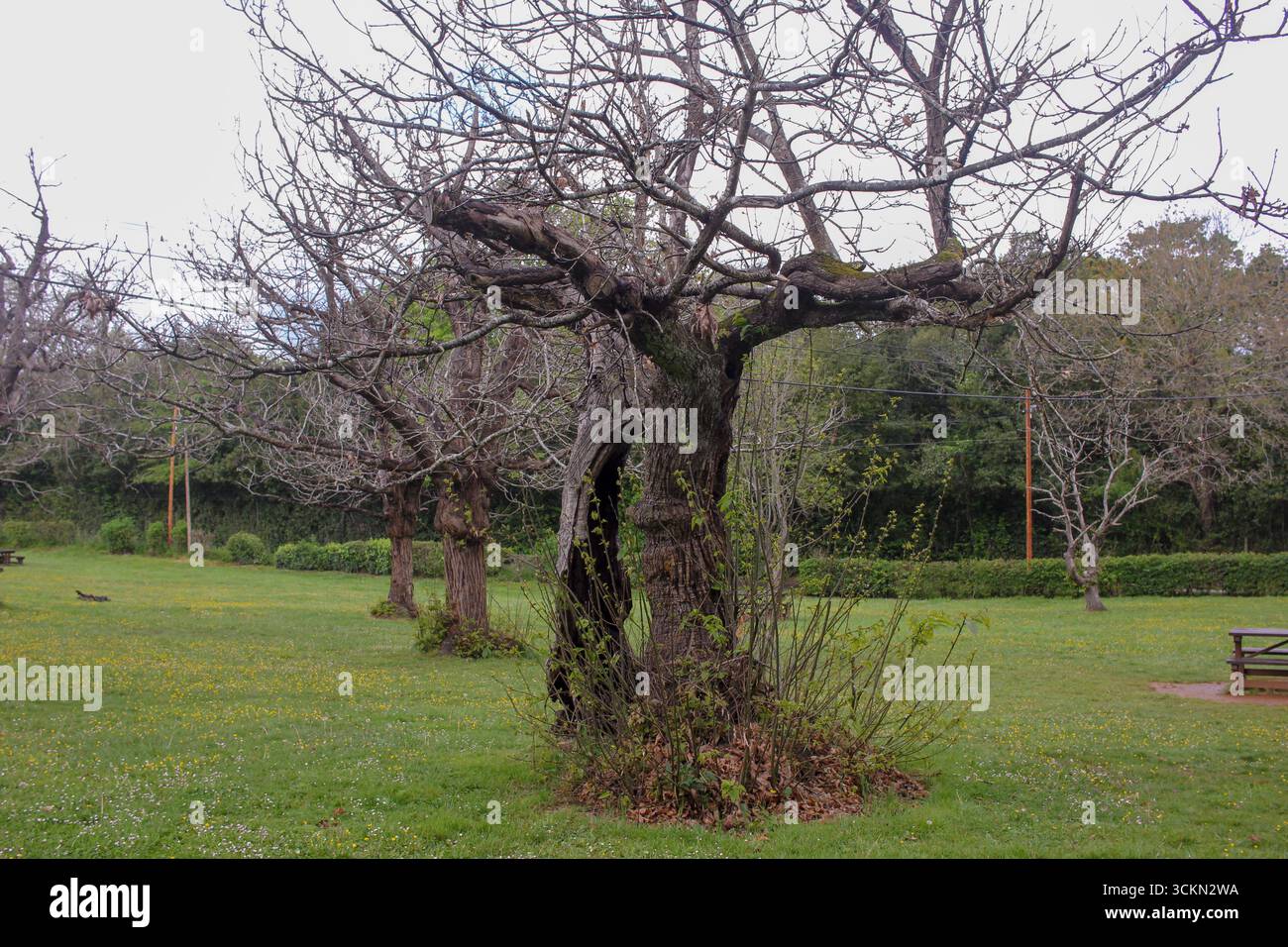 Eine alte Eiche in einem Park in Asturien, Spanien Stockfoto