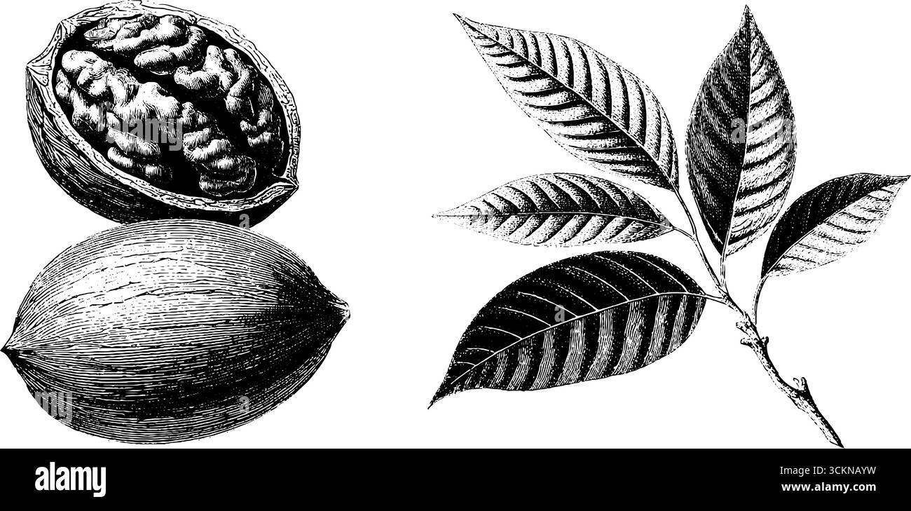 Detaillierte gravierte Illustration von Nussfrüchten und Blättern für botanisches Design. Stock Vektor