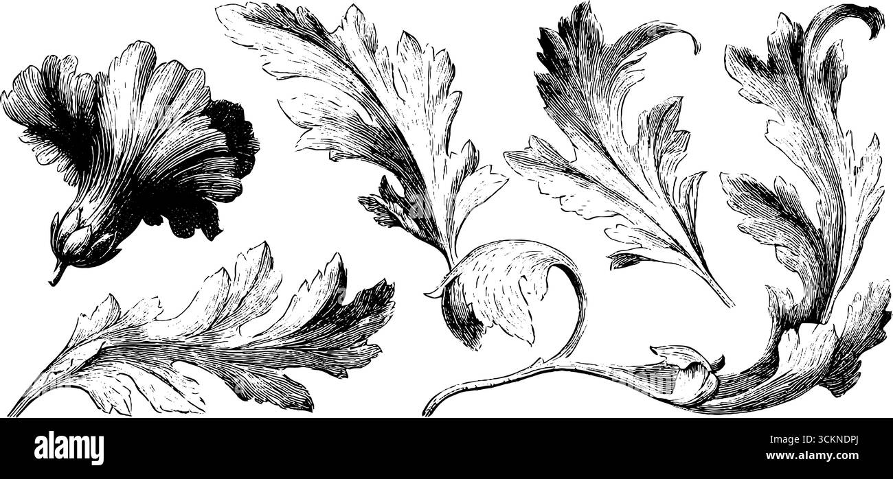 Vintage-Set mit naturalistischer Blumengravur für botanisches Design und Dekoration. Stock Vektor