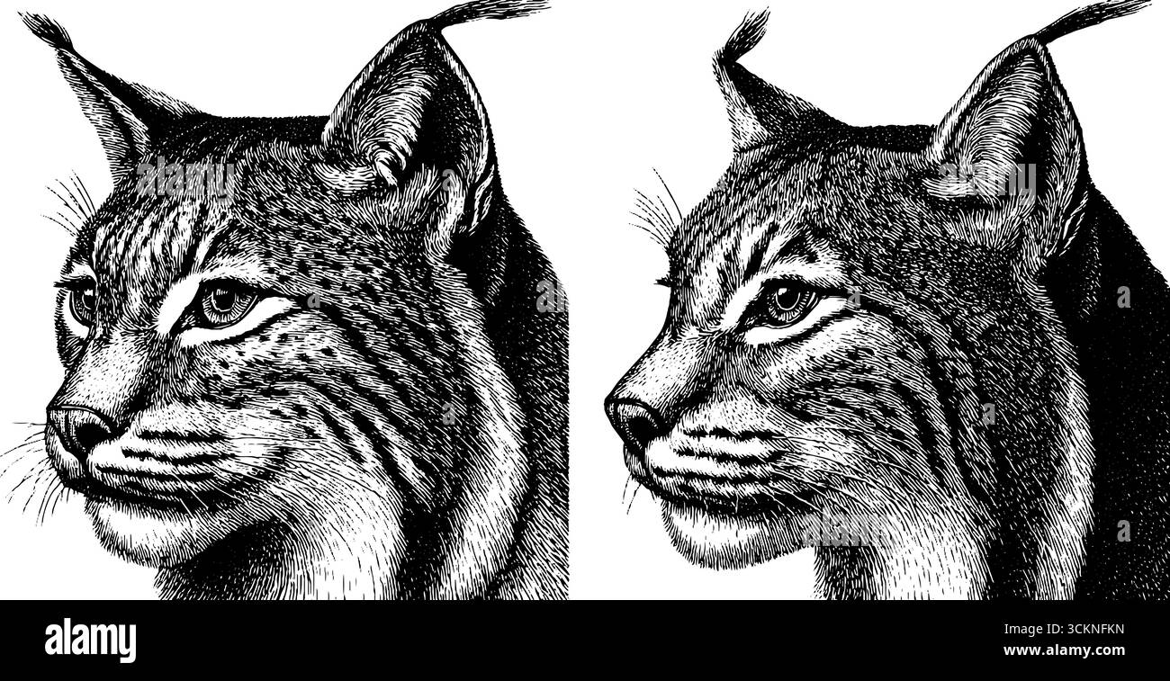 Detaillierte gravierte Abbildungen von Luchsen mit getufteten Ohren. Stock Vektor