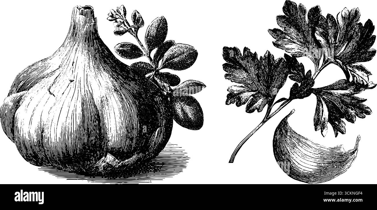 Botanisches Vintage-Illustrationsset mit Fleur de Sel und kulinarischen Kräutern. Stock Vektor