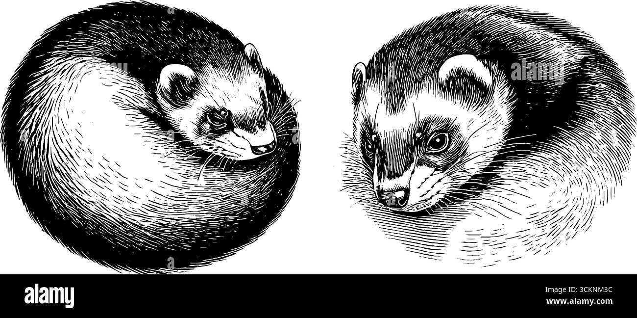 Detaillierte gravierte Illustration von Frettchen, die in Kugeln für Kunst und Design eingerollt sind. Stock Vektor