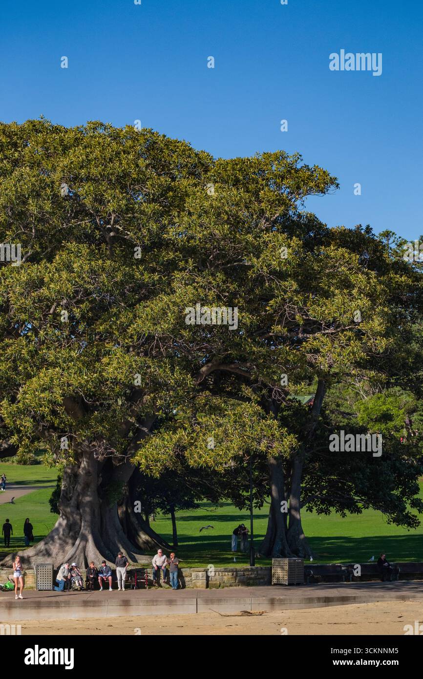 Eine lebhafte Parkszene mit einem majestätischen Baum, Menschen, die Freizeitaktivitäten genießen, und einem klaren blauen Himmel, Watsons Bay Beach, Watsons Bay, Sydney, New Stockfoto