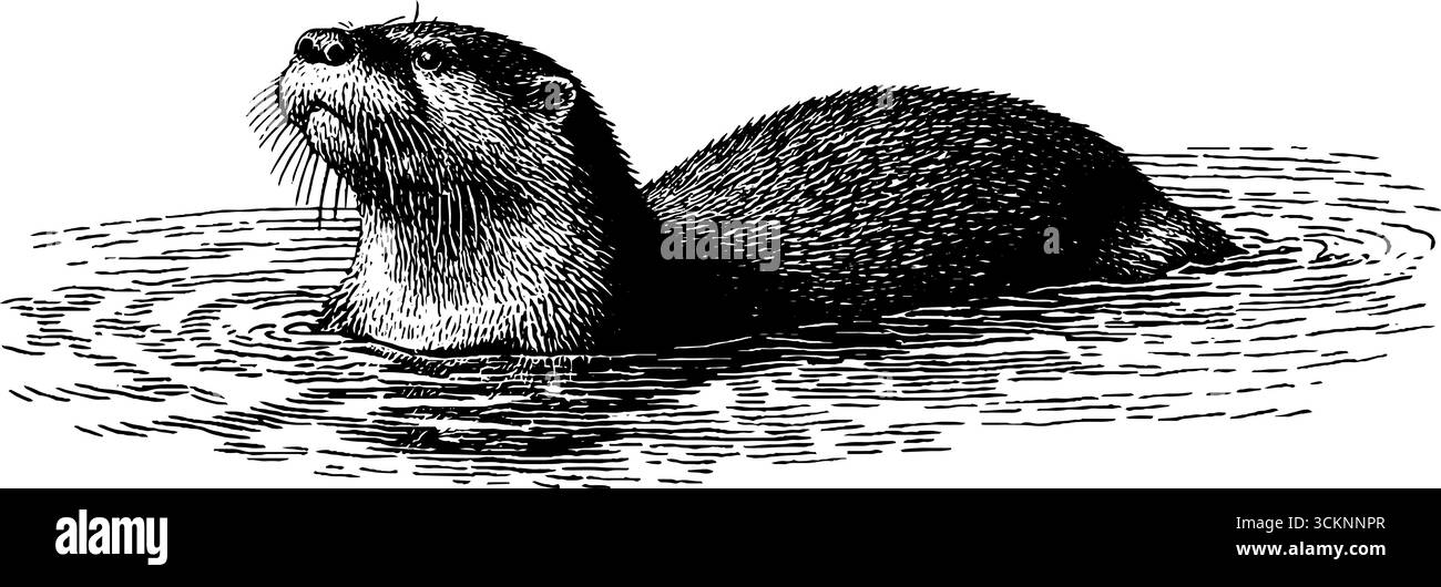 Gravierte Illustration eines Otter, der auf dem Wasser schwimmt, für Natur- und Tierdesign. Stock Vektor