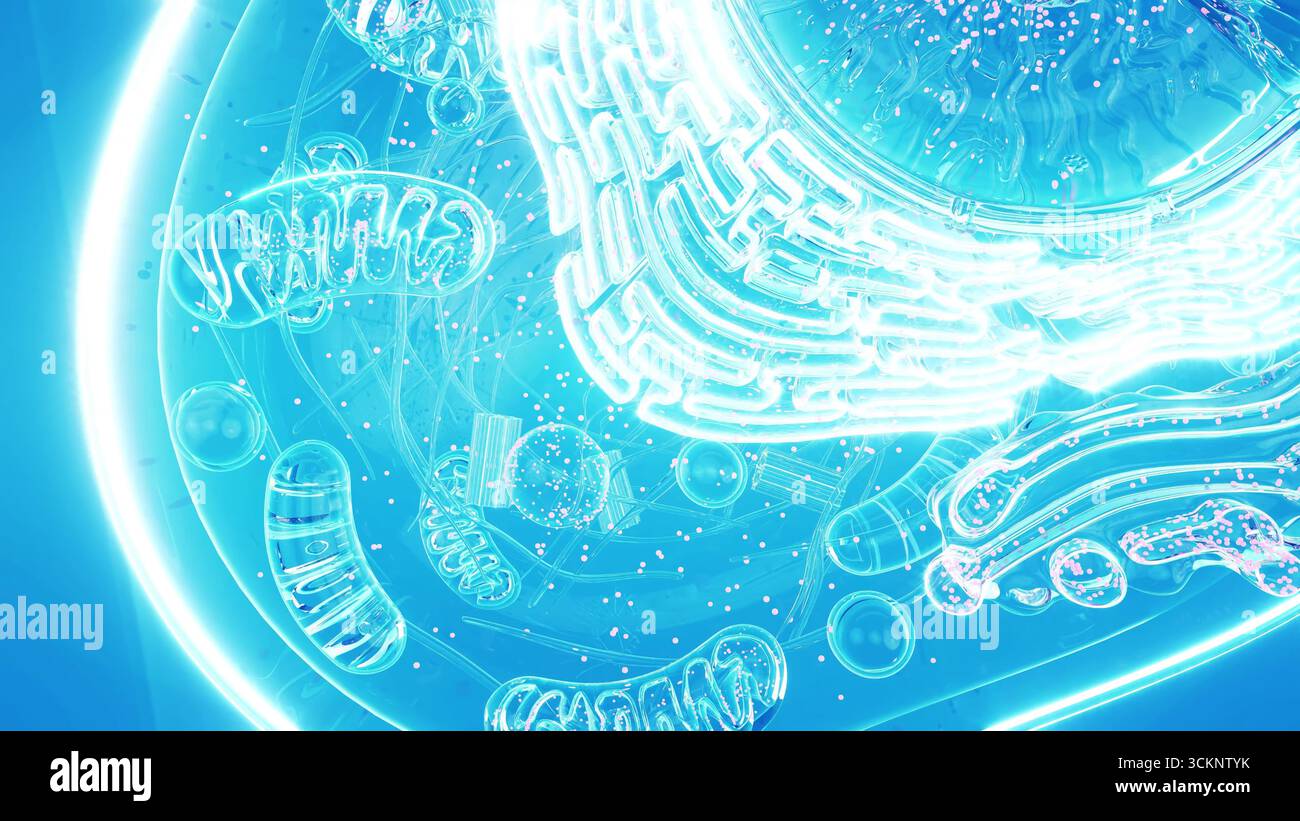 Abbildung einer tierischen Zelle mit hervorgehobenem endoplasmatischen Retikulum (er). Einige Teile des er sind mit Ribosomen (Punkten) besetzt. Ebenfalls zu sehen sind mehrere stabförmige Mitochondrien, die Orte der Energiesynthese innerhalb der Zelle. Stockfoto