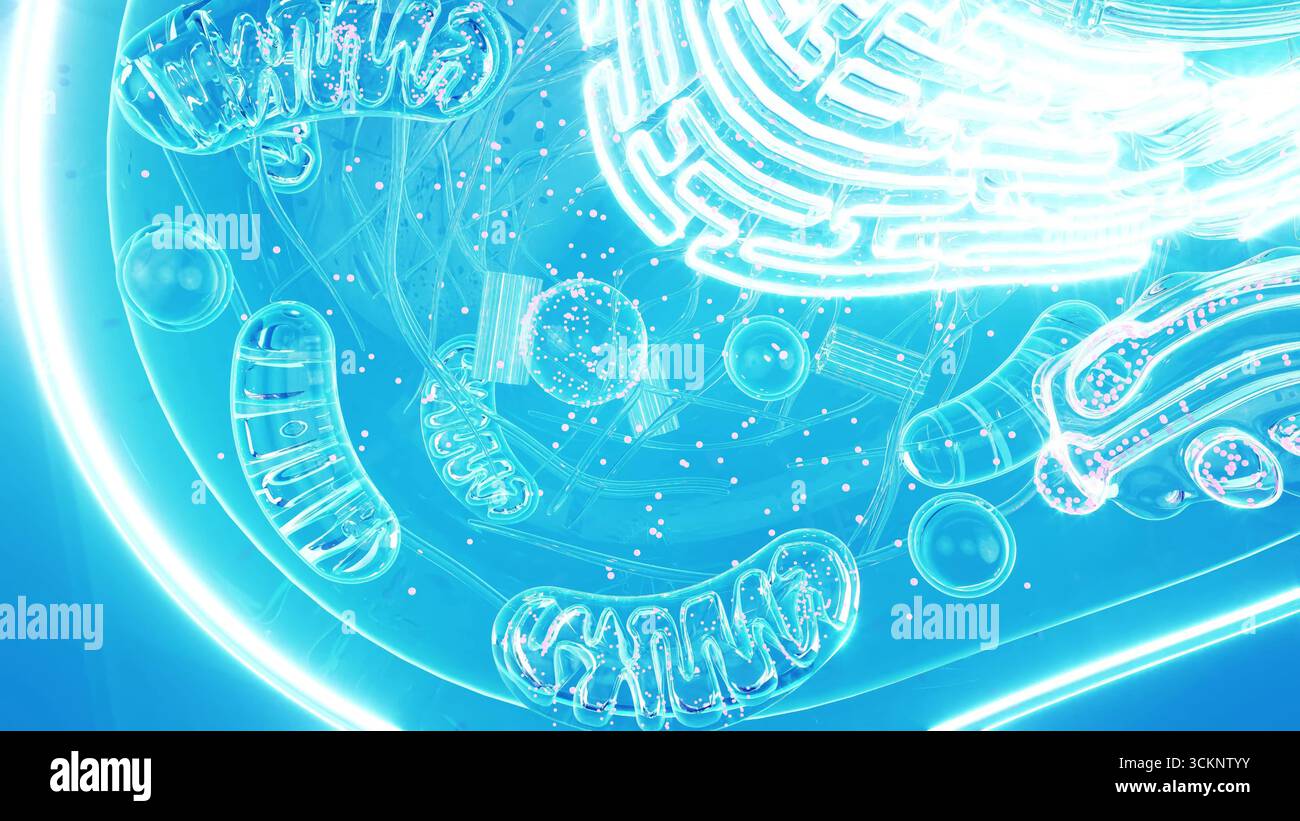 Abbildung einer tierischen Zelle mit hervorgehobenem endoplasmatischen Retikulum (er). Einige Teile des er sind mit Ribosomen (Punkten) besetzt. Ebenfalls zu sehen sind mehrere stabförmige Mitochondrien, die Orte der Energiesynthese innerhalb der Zelle. Stockfoto