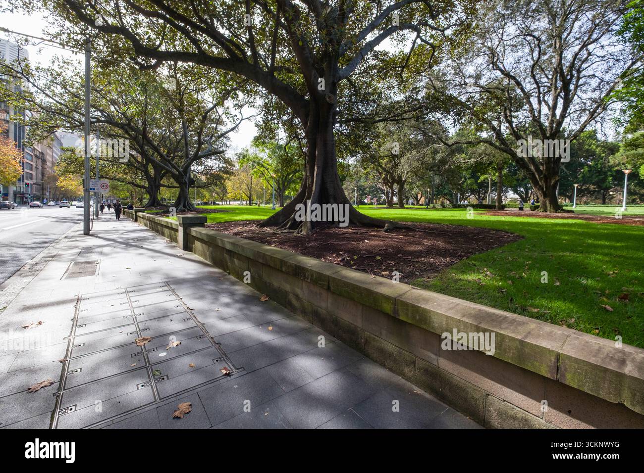 Sydney ist ein ruhiger Stadtpark mit üppiger Landschaft mit lebhaftem grünen Gras, großen Bäumen, die Schatten spenden, und einem gepflasterten Weg Stockfoto