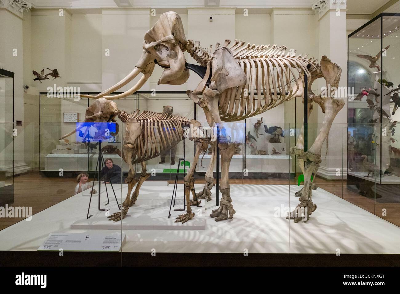 Skelette prähistorischer Tiere werden in einer Museumsausstellung ausgestellt, die antike Tierwelt und wissenschaftliche Entdeckungen im Australian Museum, Sydney, beleuchtet Stockfoto