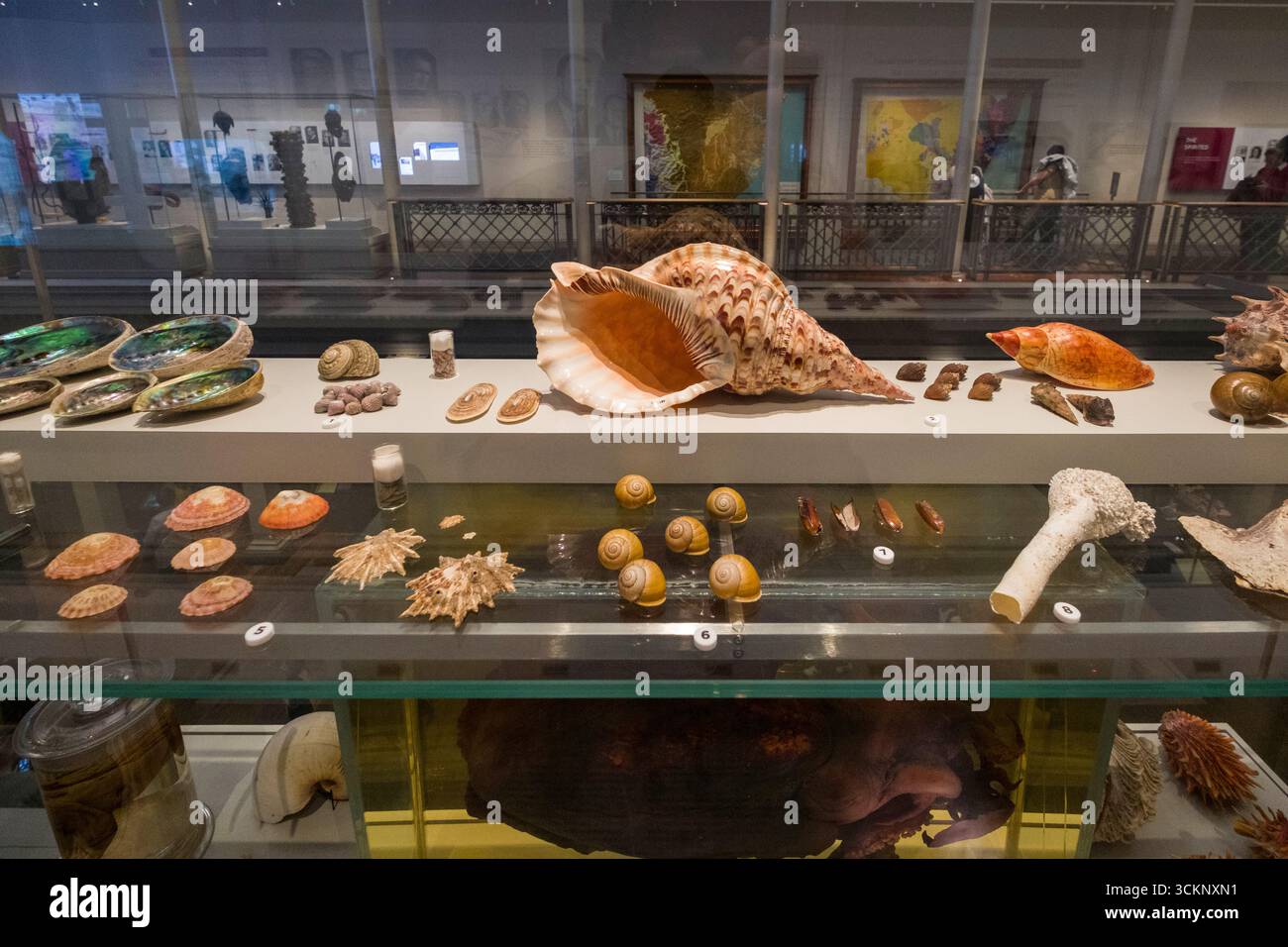 Eine Ausstellung mit einer Vielzahl von Muscheln, darunter Muscheln und Abalone-Exemplare, im Australian Museum, Sydney Stockfoto