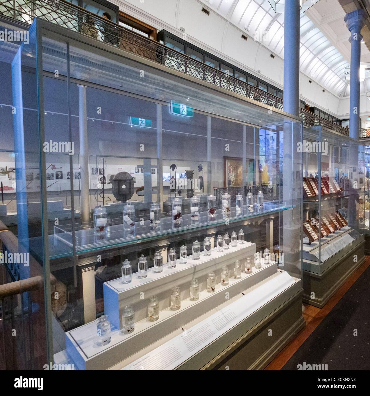 Ausstellung von Museumsausstellungen mit erhaltenen Exemplaren und Artefakten, perfekt für pädagogische und wissenschaftliche Themen, Australian Museum, Sydney Stockfoto