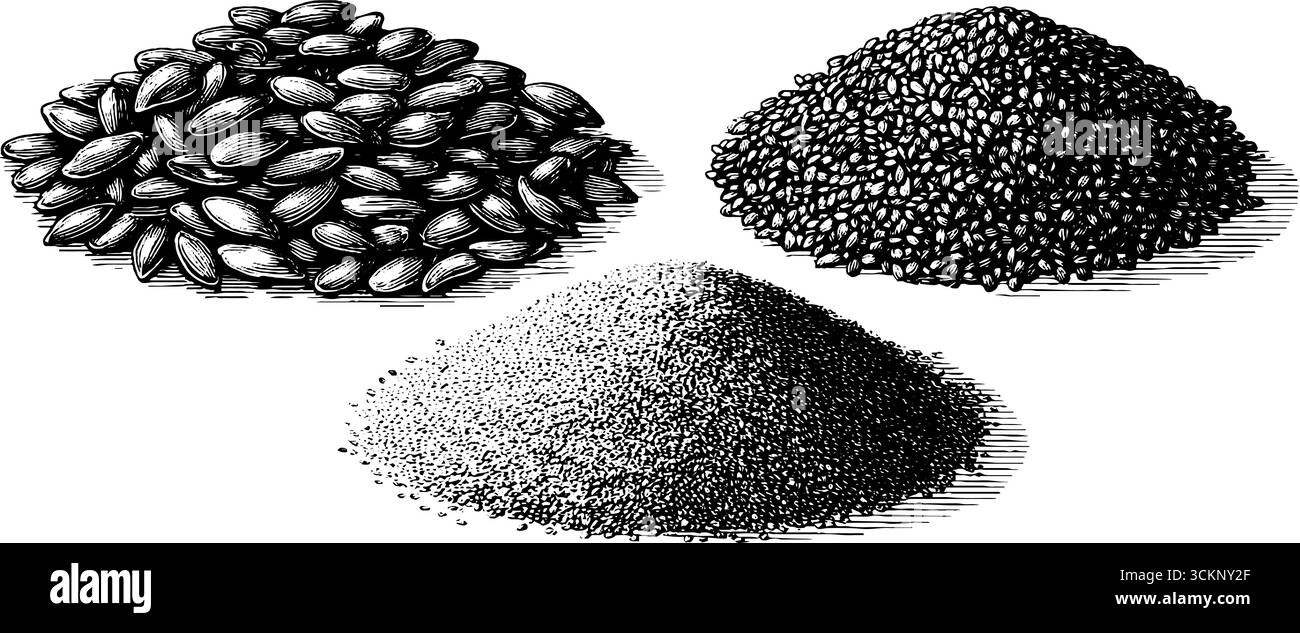 Gravierte botanische Illustration von Flachs- und Chiasamen für Design und Druck. Stock Vektor