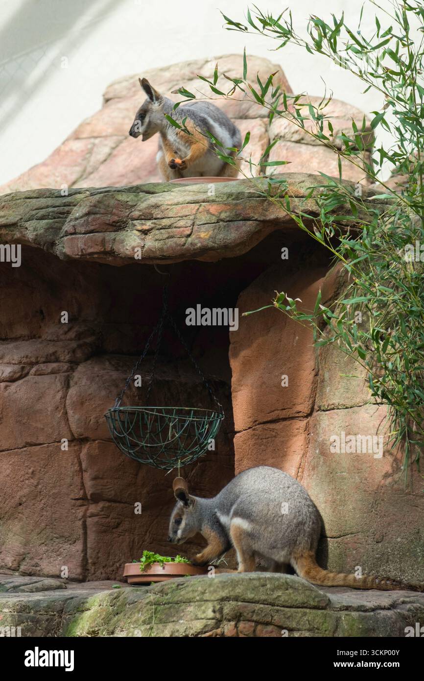 Zwei Wallabys genießen frische Vegetation in einem künstlichen felsigen Lebensraum innerhalb der WILDLIFE Sydney Zoo Umgebung. Die Szene fängt das natürliche B der Tiere ein Stockfoto