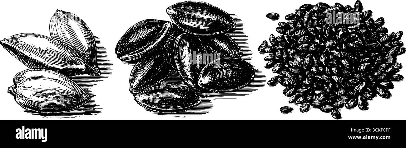 Gravierte botanische Illustrationen von Sesamsamen und Flachs zur künstlerischen Gestaltung. Stock Vektor